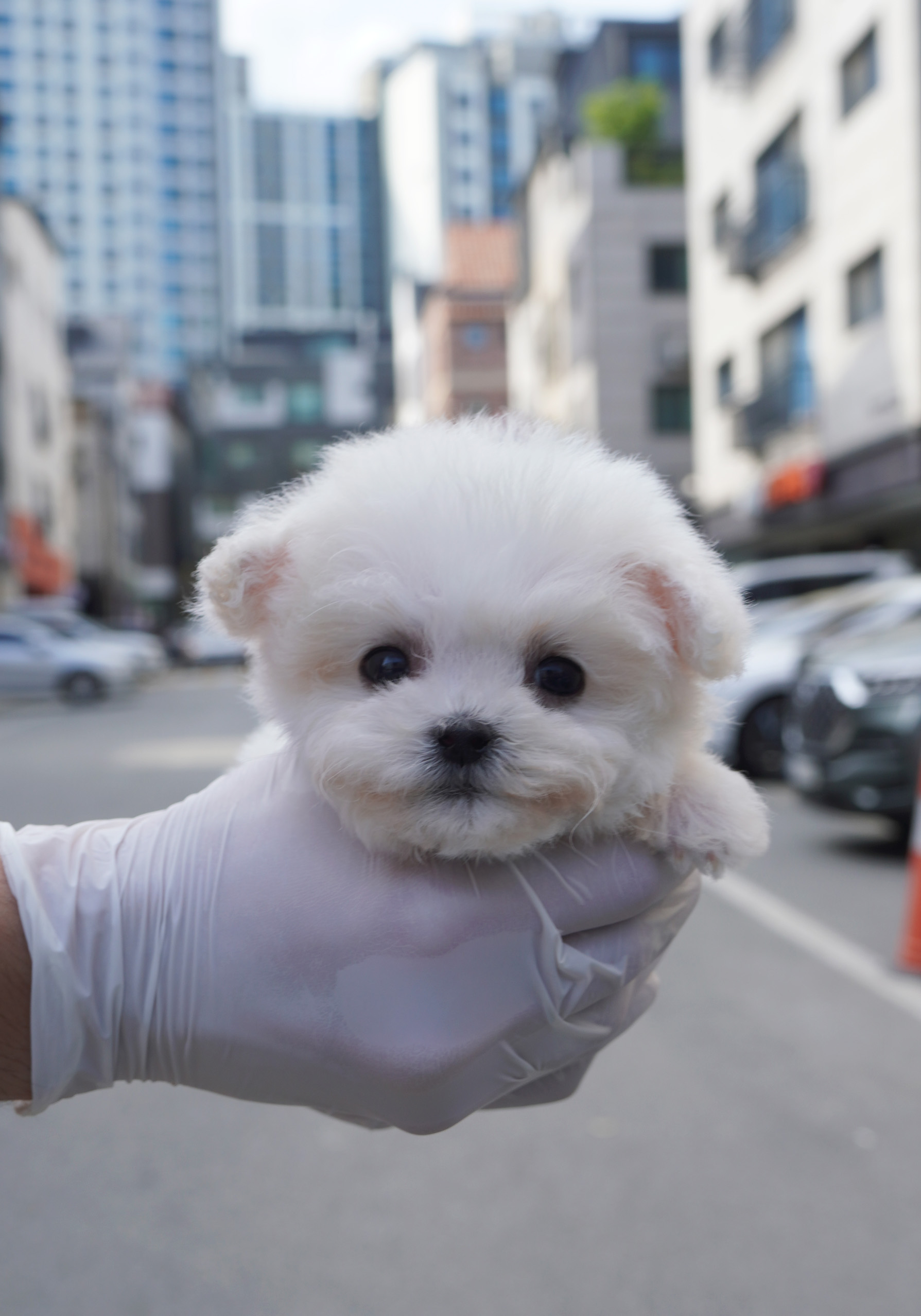 Bichon Frisé