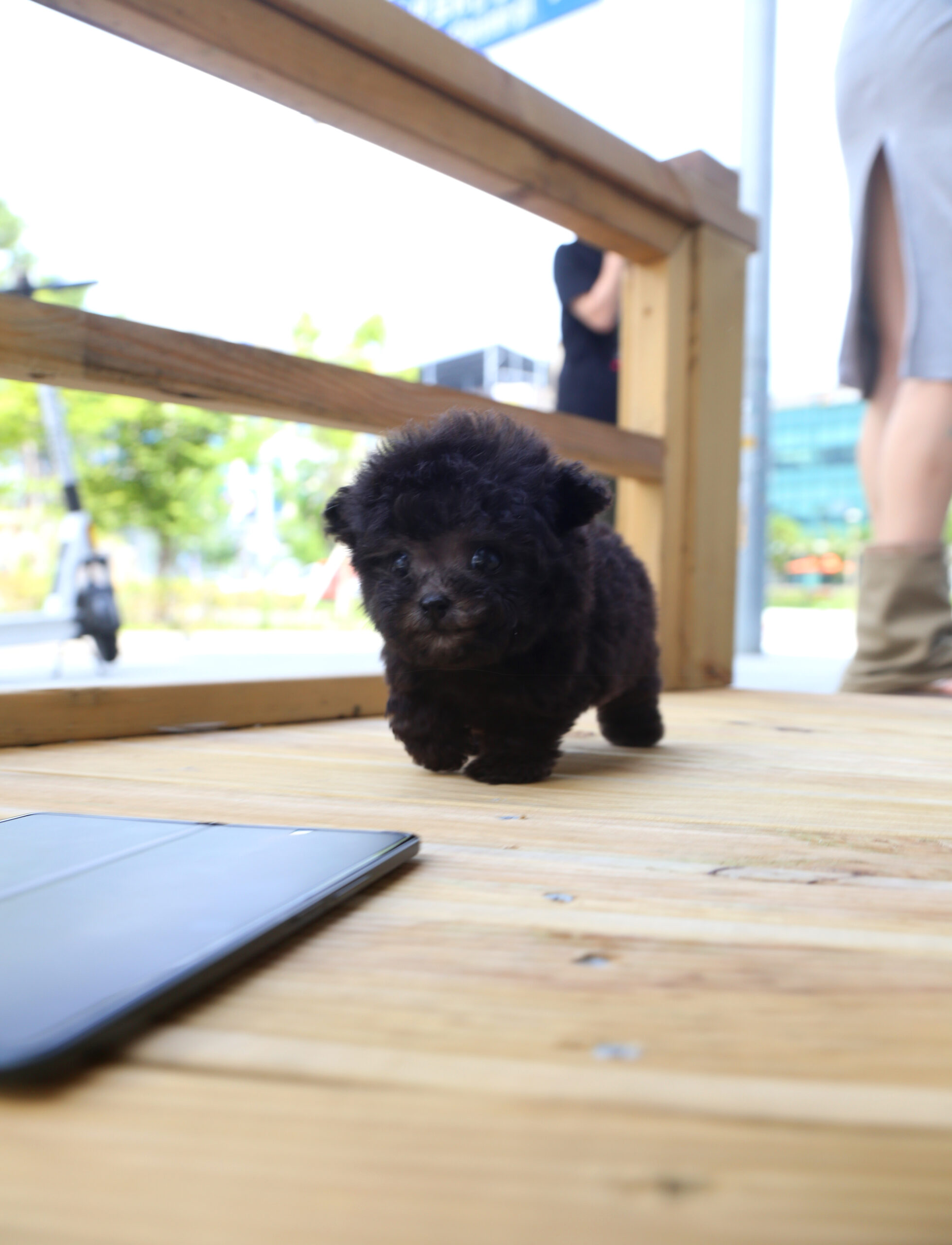 Toy Poodle