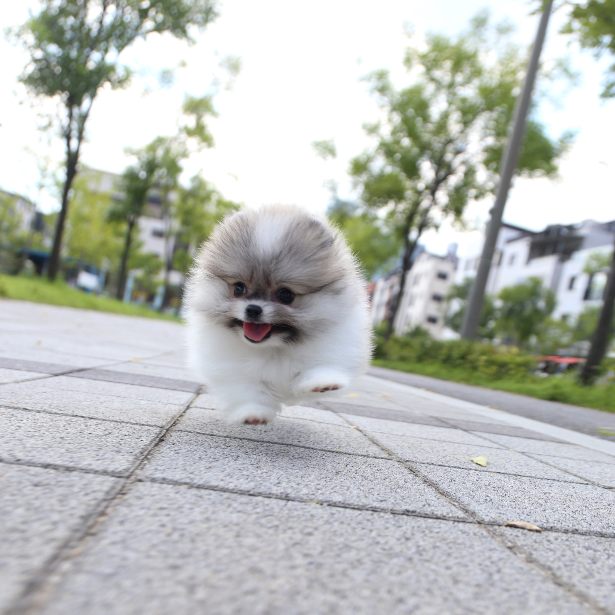 Pomeranian